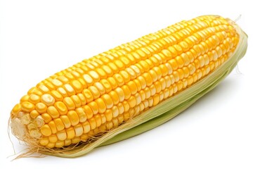 Golden corn on the cob showcasing vibrant kernels and fresh green husk harvested in autumn isolated on transparent background