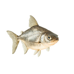 Fototapeta premium Juvenile piranha swimming isolated in soft lighting