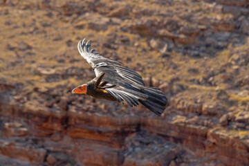 critically endangered California Condors in flight over Arizona high desert habitat