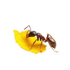 Vivid closeup of leafcutter ant carrying yellow flower petal