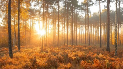 Obraz premium Autumn Sunrise Illuminates Misty Forest With Golden Light