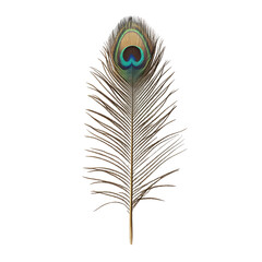 Elegant closeup of vibrant peacock feather on Transparent background