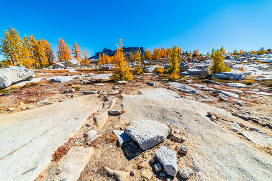 Orange Larch Forest In Mountains
