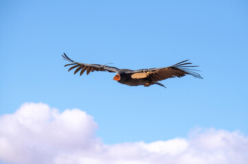 Obraz premium critically endangered California Condors in flight over Arizona high desert habitat