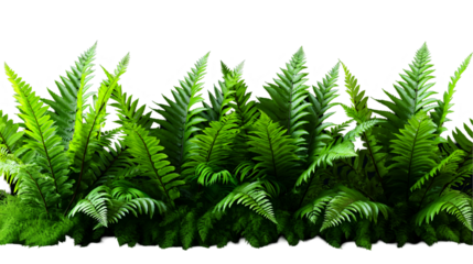 Green Ferns Lush Botanical Design, Dark Background with Wild Leaves for Summer Themes, isolated on transparent background.