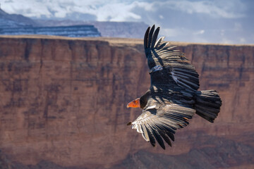 critically endangered California Condors in flight over Arizona high desert habitat
