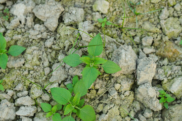 Young billygoat weed plants top view