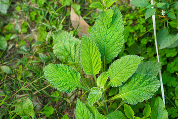 Indian heliotrope plant with beautiful lush green leaves  
