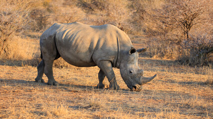 Breitmaulnashorn