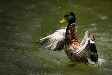 Ente beim Putzen