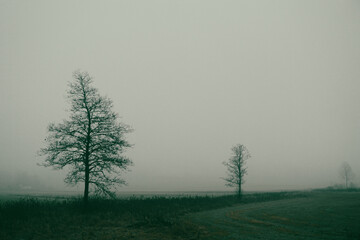 Trees on a field during a foggy day