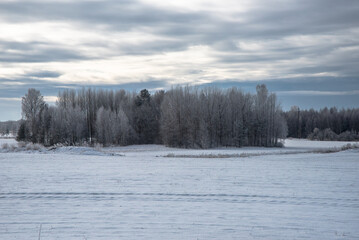 A snowy winter landscape with frost-covered trees and a cloudy sky. A serene rural scene with a frozen field and a small wooded area in the background.