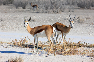 Springbock