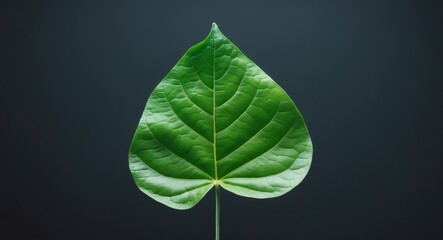 Obraz premium Green Leaf on Dark Background with Copy Space for Text in Contemporary Studio Setting