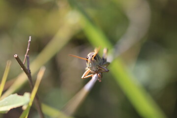 Yard Bugs and Plants
