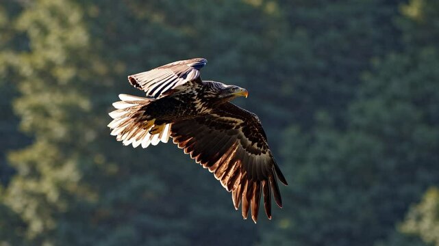 Low-Flying Eagle Close-Up &ndash; Majestic Bird of Prey Gliding with Powerful Wings Spread Wide, Sharp Eyes Focused, and Feathers Detailed Against a Scenic Natural Backdrop. Perfect for Wildlife, Nature