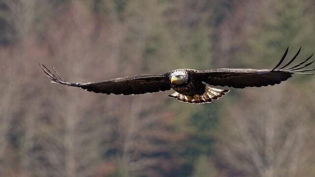 Low-Flying Eagle Close-Up &ndash; Majestic Bird of Prey Gliding with Powerful Wings Spread Wide, Sharp Eyes Focused, and Feathers Detailed Against a Scenic Natural Backdrop. Perfect for Wildlife, Nature