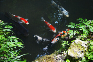 鞍馬寺　吉鞍稲荷社の池の鯉　京都市左京区