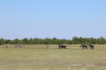 Afrikanischer Elefant und Steppenzebra / African elephant and Burchell's zebra / Loxodonta africana...