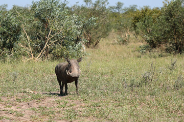 Warzenschwein / Warthog / Phacochoerus africanus