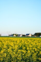 Yellow field of flowering rapeseed in the countryside.