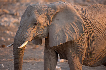 Elefant