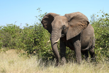 Fototapeta premium Afrikanischer Elefant / African elephant / Loxodonta africana