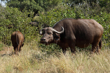 Kaffernb&uuml;ffel / African buffalo / Syncerus caffer