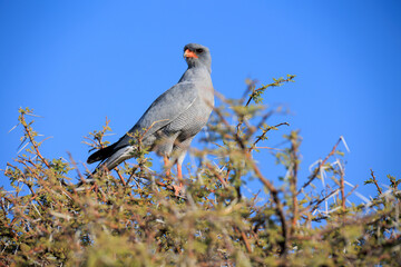 Graubürzel-Singhabicht
