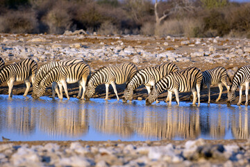Zebraherde