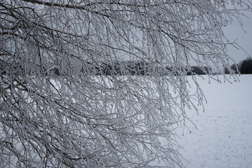 A winter landscape featuring frost-covered birch trees with intricate ice crystals on branches, set...