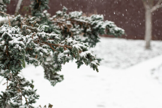 Juniper branch covered in snow in winter garden