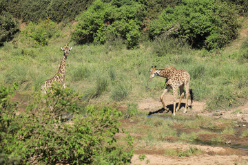 Giraffe / Giraffe / Giraffa camelopardalis