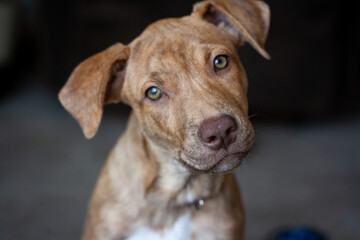 Young brindle puppy cocking her head at the camera