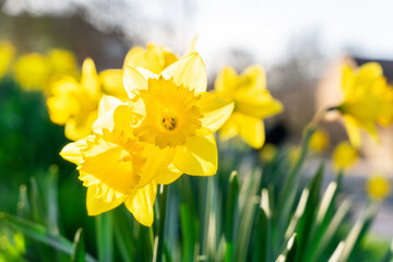 Obraz premium Bright yellow daffodils bloom in the garden during the warm spring afternoon