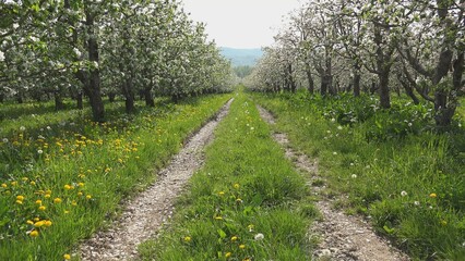 Tractor traces path through the blossom orchard in spring