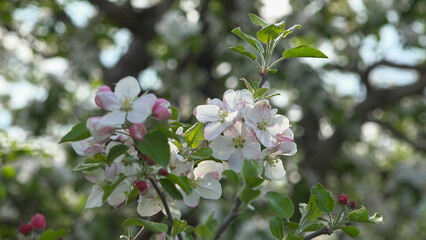 Close-up detail of blooming apple flowers