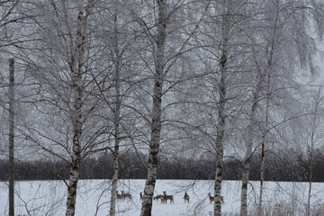A winter scene with frost-covered birch trees in the foreground and a group of deer in a snow-covered field, creating a serene and natural landscape.