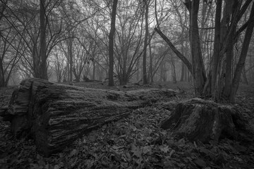 dead wood on a hazy day in the forest