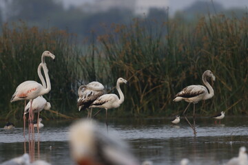 This breathtaking image captures a flamingo in its natural habitat at Bhigwan, Maharashtra, a renowned birdwatching destination. With its elegant long legs, curved neck, and striking pink feathers