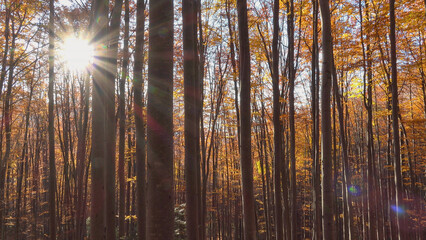 Sunburst sunset rays through autumn forest trees