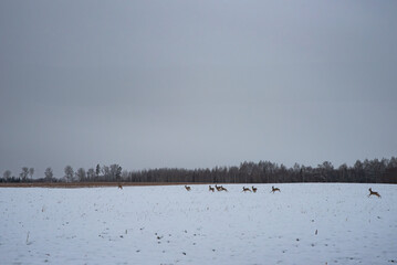 A winter landscape featuring a snow-covered field with a group of deer running, set against a backdrop of distant trees and an overcast sky.
