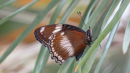Beautiful brown exotic butterfly resting on grass