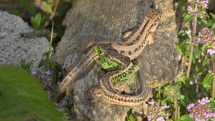 Sand lizard (Lacerta agilis) male bites female tail as mating behavior