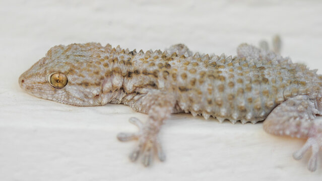 Close-up of Mediterranean wall gecko lizard (Tarentola mauritanica)