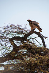 eagle on the tree in the Masai Mara