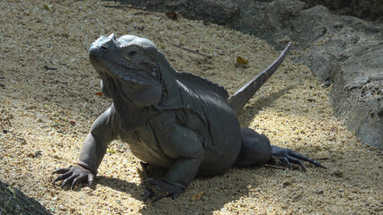 Thinoceros iguana (Cyclura cornuta) basking