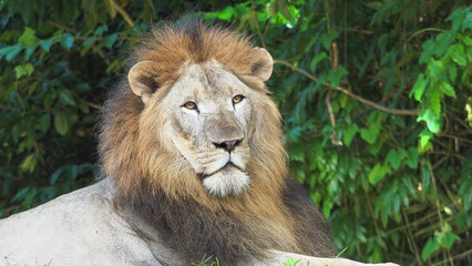 Beautiful lion male guarding his territory