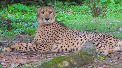 Cheetah resting on ground in the shade of trees