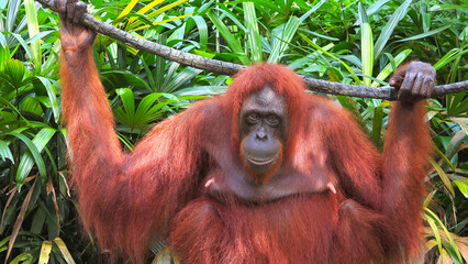 Orangutan female eating in a tree